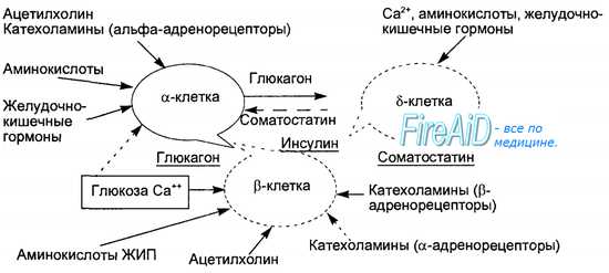 Гормоны поджелудочной железы. инсулин и глюкагон