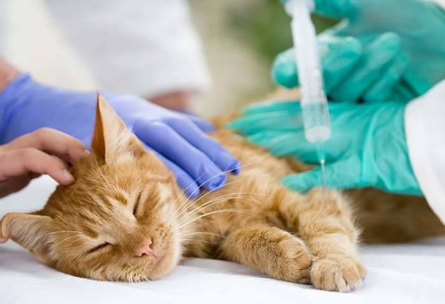 Коронавирусная инфекция у кошек: вакцинация и лечение