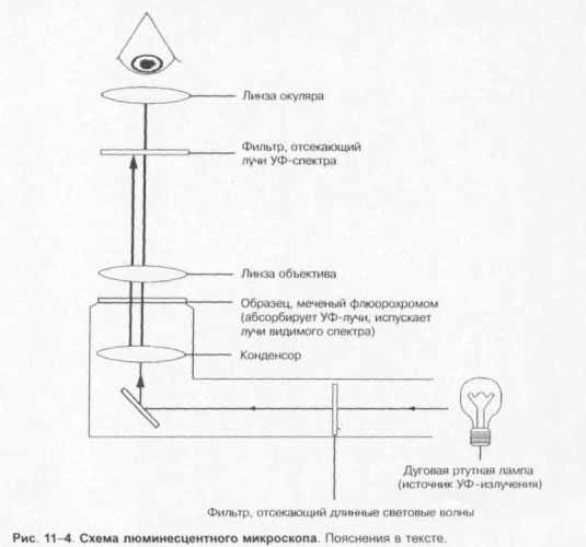 Методы создания бескислородных условий для культивирования анаэробов