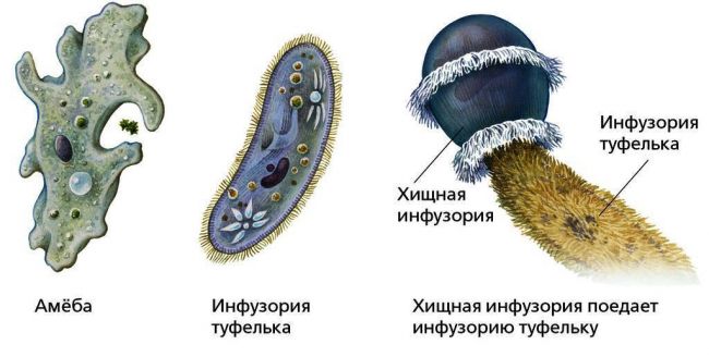 Эти уникальные одноклеточные бактерии