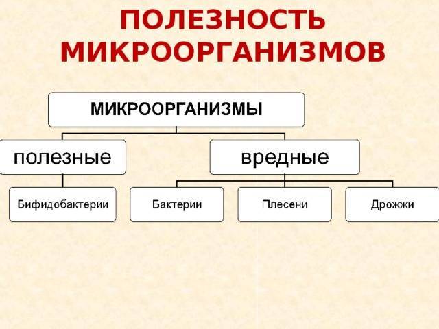 В каких продуктах содержатся пробиотики для кишечника – 10 лучших источников