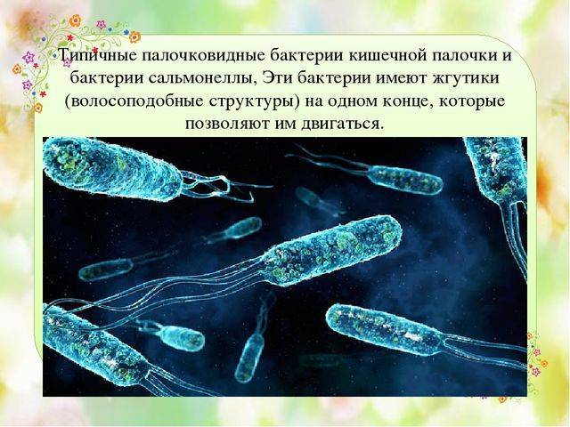 Царства живой природы