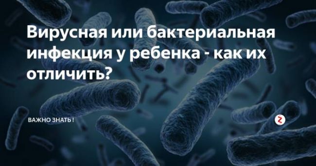 Бактериальная инфекция: бактериолог о формах, отличиях от вирусной, симптоматике, диагностике и лечении