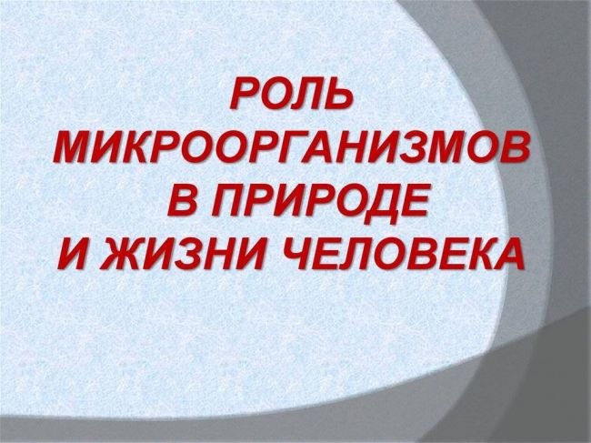 Бактерии и их роль в природе и круговороте веществ