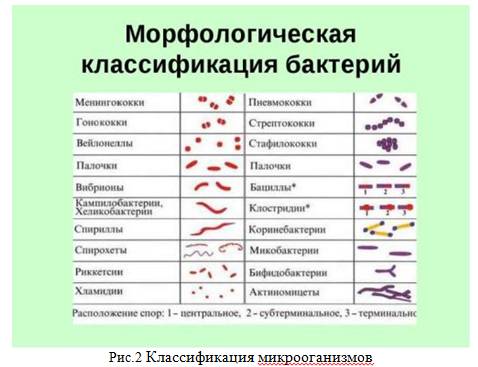 Вирусы, бактерии, грибы, лишайники - егэ для vip