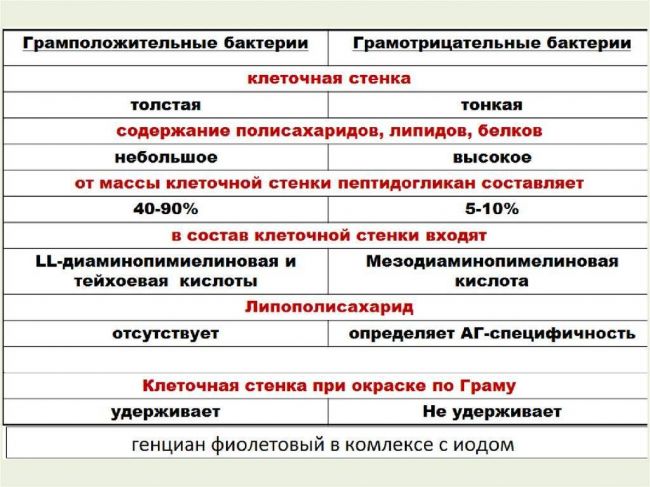 Грамотрицательные бактерии - gram-negative bacteria - qwe.wiki