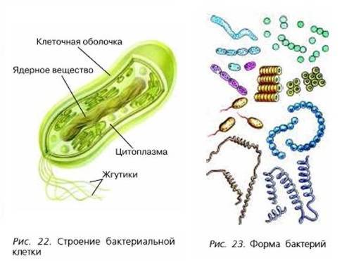 Роль бактерий в природе и жизни человека