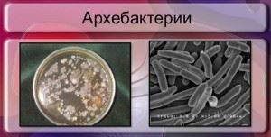 Значение болезнетворных бактерий