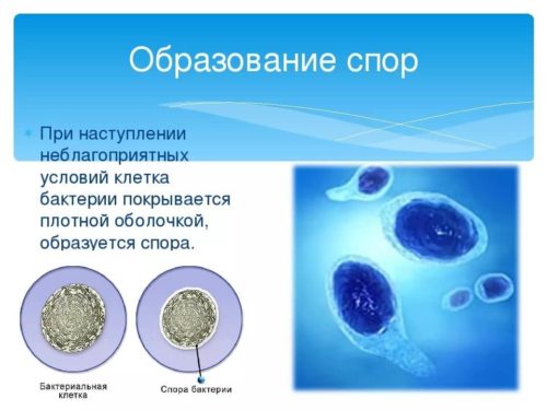 Особенности строения клетки бактерии