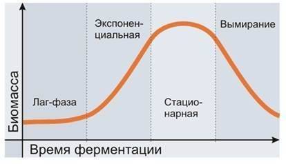 Как питаются и дышат бактерии? зачем бактериям ферменты и пигменты?