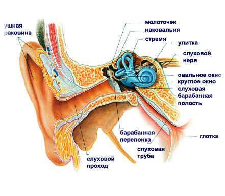Причины и лечение заложенности уха без боли