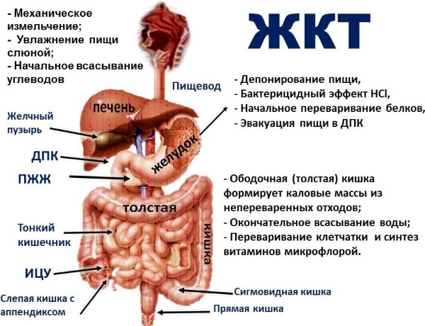 Как принимать рыбий жир для похудения правильно: инструкция по применению, дозировки и для чего нужен рыбий жир организму и польза для жиросжигания