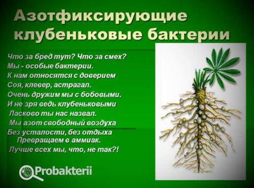 Роль бактерий в природе