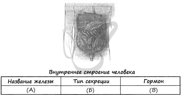 Что переваривает желчь