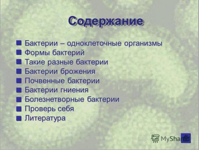 Проект по биологии на тему: «бактерии . разнообразие бактерий. место и значение бактерий на планете земля»