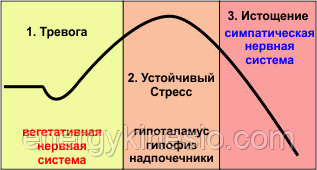 Функции | кортизол - гормон коры надпочечников