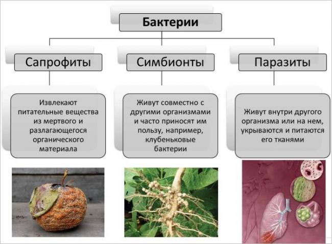 Желудочные бактерии: прогнать нельзя оставить?
