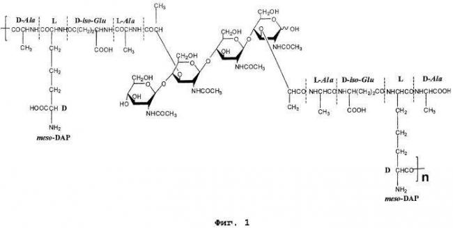 Грамположительные бактерии - gram-positive bacteria - qwe.wiki