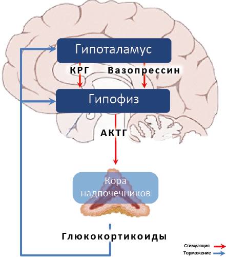 Гидрокортизон (hydrocortisonum), общая характеристика