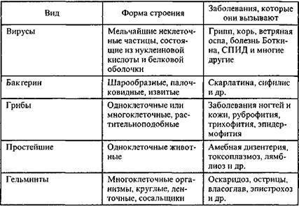 Полезные бактерии. роль и значение бактерий в жизни человека. фото