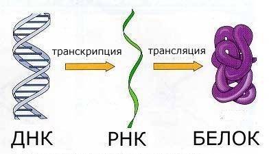 Как отличить вирусную инфекцию у ребенка от бактериальной?