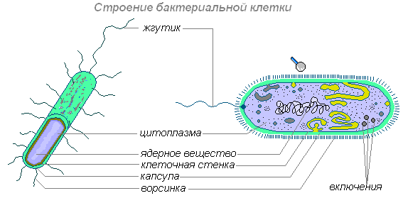 Польза и вред бактерий для человеческого организма