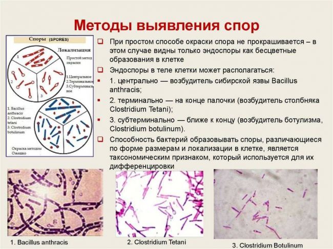 Функции, строение и особенности бактериальной оболочки