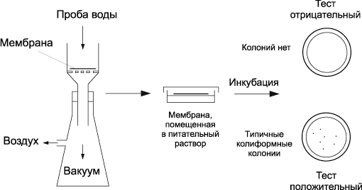 Грамотрицательные бактерии, их строение и заболевания
