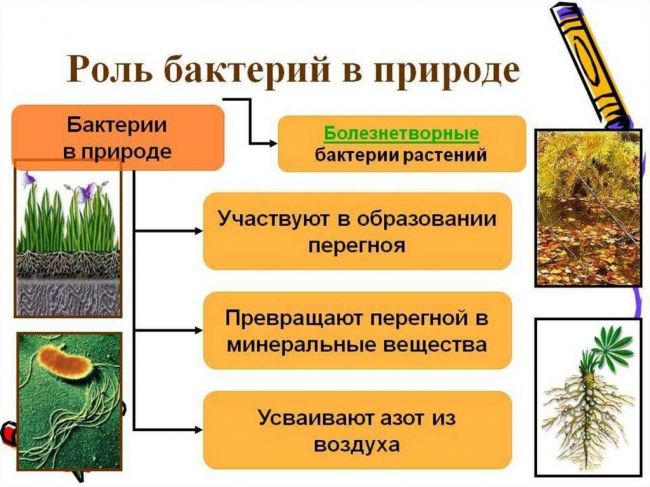Значение бактерий-редуцентов в природе