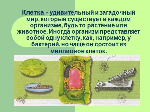 В чем заключаются главные отличия строения клеток бактерий и животных