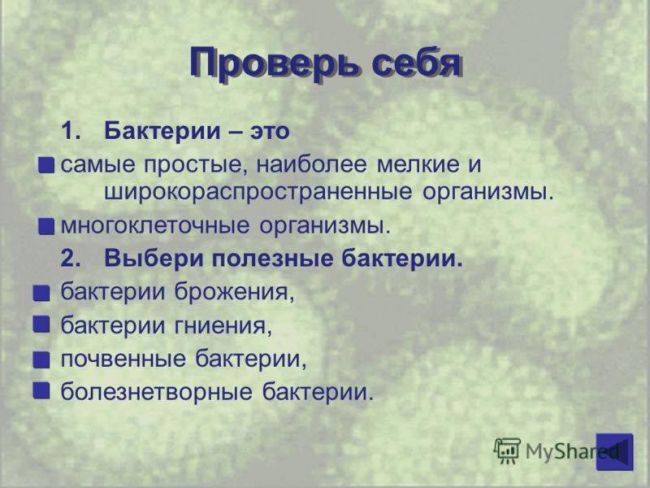 Проект по биологии на тему: «бактерии . разнообразие бактерий. место и значение бактерий на планете земля»