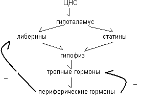 Антидиуретический гормон (вазопрессин) – за что он отвечает