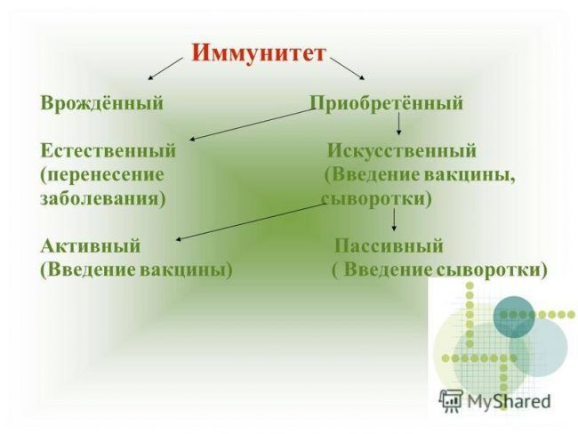 Пассивный иммунитет