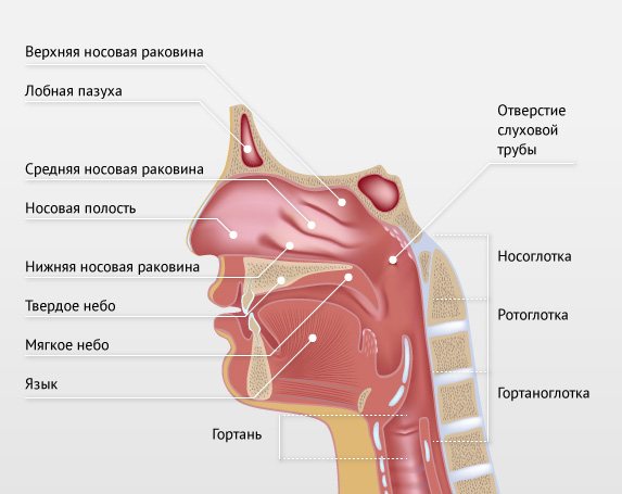 Хронический тонзиллит: методы лечения