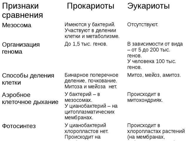 Состав клетки бактерии и функции цитоплазмы