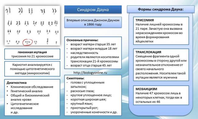 Особенности кольцевой молекулы днк прокариотической клетки