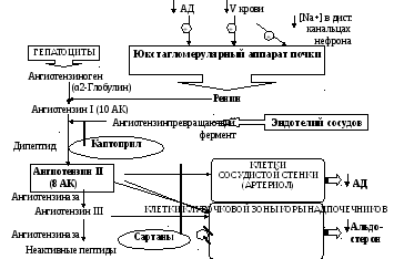 Антидиуретический гормон (вазопрессин, адг): функции, роль в организме