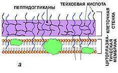 Бактерии