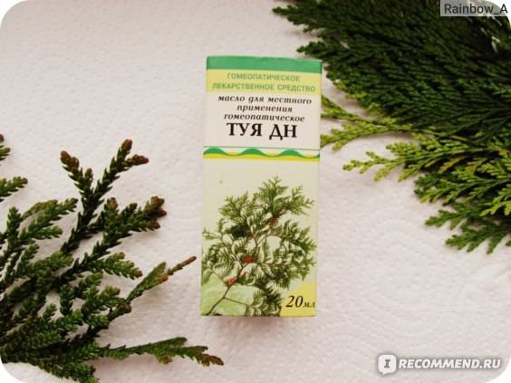 Туя дн и туя гф в чем разница
