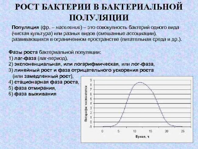 Рост и размножение бактерий — студопедия