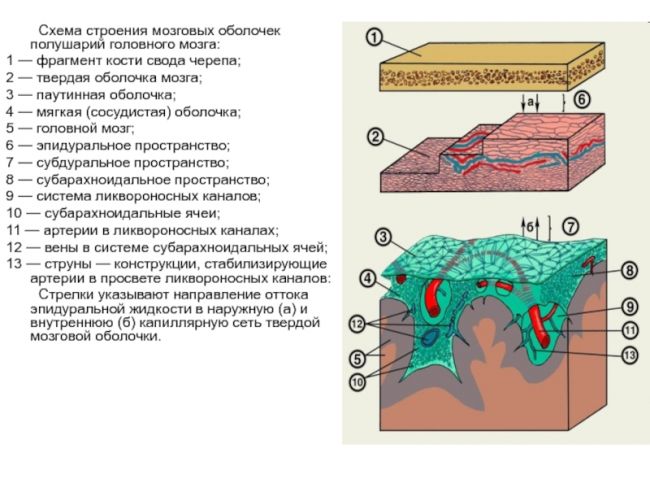 Оболочки спинного мозга человека
