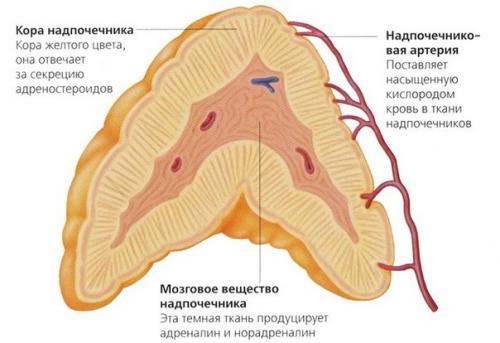 Адреналин в крови и его влияние на организм человека