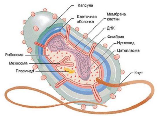 Размеры, форма, строение и подвижность бактериальной клетки — студопедия