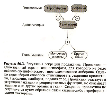 Что такое гормон пролактин и за что он отвечает