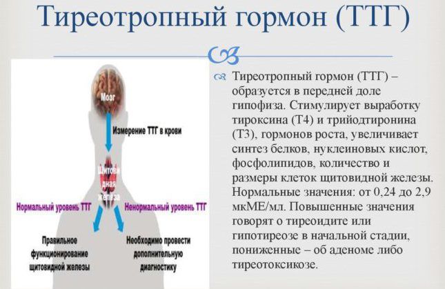 Сущность и нормы анализа крови на тиреотропный гормон (ттг)