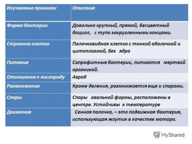 Сенная палочка польза и вред для человека