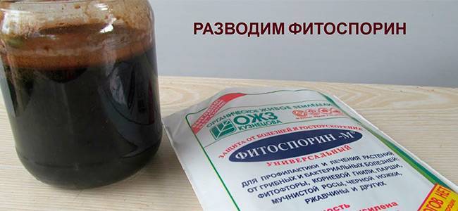 Препарат ракурс для хвойных инструкция по применению