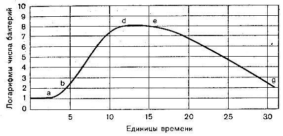 Бактерии: размножение, способы, рост, факторы роста. фото