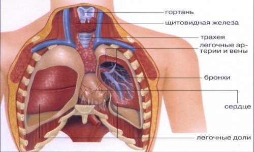 Отличия мокроты при туберкулезе — по виду, количеству, консистенции