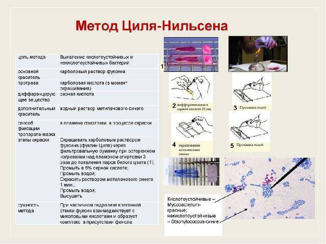 Какого цвета бактерии?